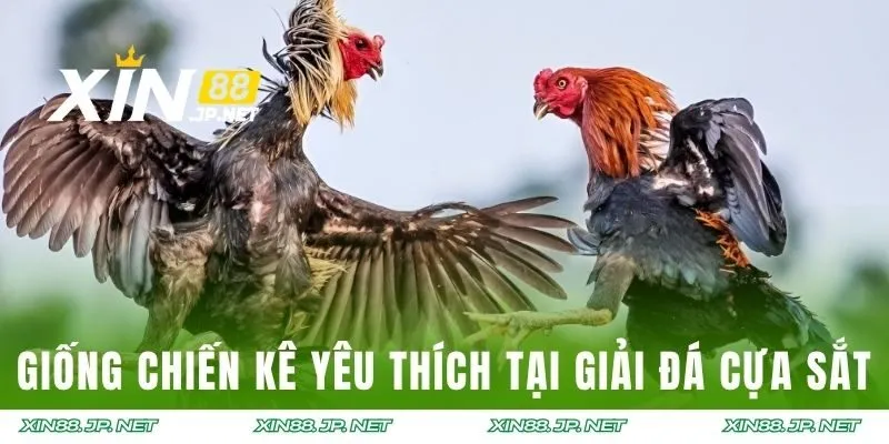 Giống chiến kê được yêu thích tại các giải đá cựa sắt