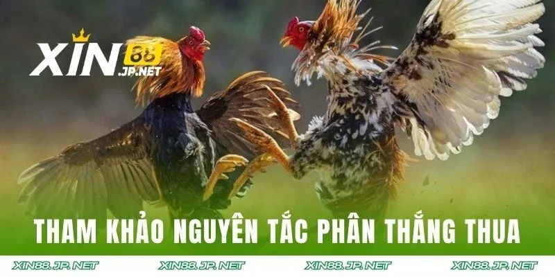 Tham khảo nguyên tắc phân thắng thua tại giải cựa dao